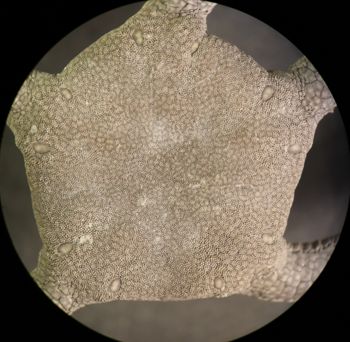 Media type: image; Invertebrate Zoology OPH-6150